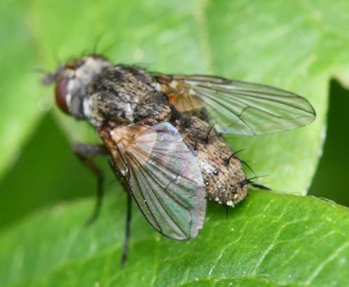 Réf. 341 958 : Siphona geniculata